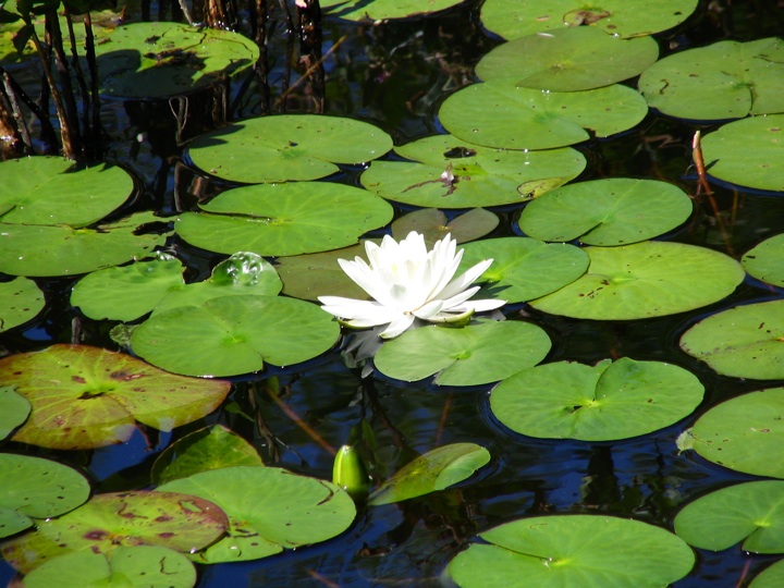 Water Lilly